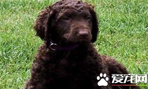 卷毛比熊犬智商很低嘛 智商其實並不是特別高