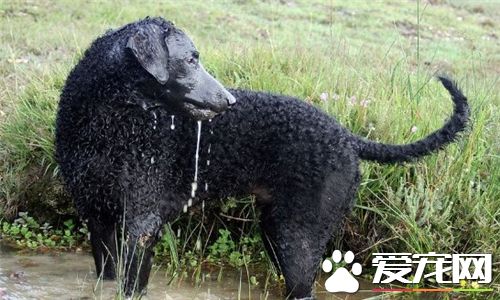 卷毛比熊犬智商很低嘛 智商其實並不是特別高