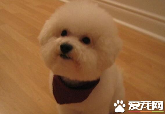 卷毛比熊犬怎麼打理 日常的梳毛盡量一日一次
