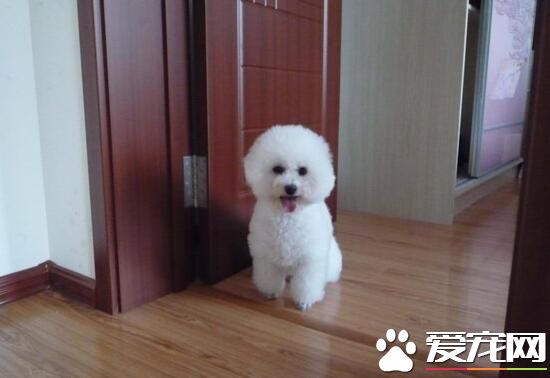 卷毛比熊犬怎麼打理 日常的梳毛盡量一日一次