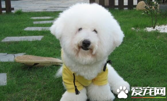 卷毛比熊犬有香槟色嗎 卷毛比熊犬都是白色的