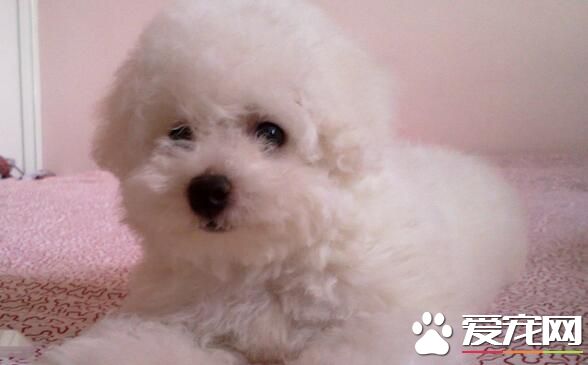 卷毛比熊犬有香槟色嗎 卷毛比熊犬都是白色的