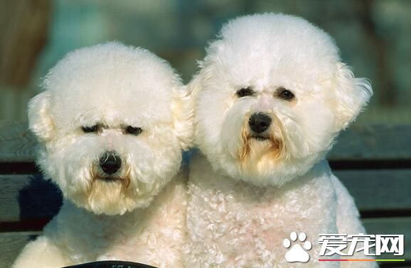 卷毛比熊犬有香槟色嗎 卷毛比熊犬都是白色的
