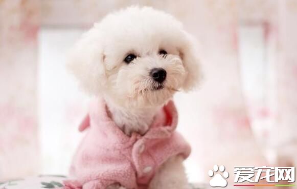 卷毛比熊犬優點 有著很好的記憶能力