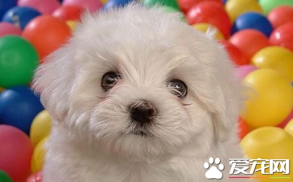 卷毛比熊犬優點 有著很好的記憶能力