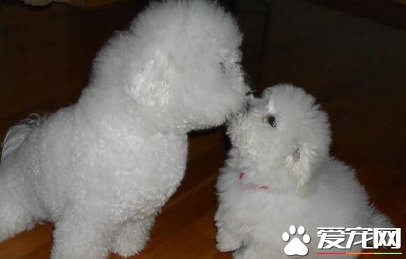 卷毛比熊犬優點 有著很好的記憶能力