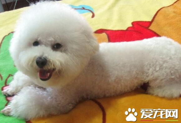 卷毛比熊犬眼角有眼屎 卷毛比熊犬眼屎多原因