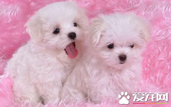 卷毛比熊犬顏色有幾種 最多的比熊犬都是白色