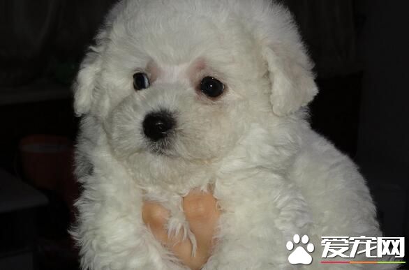 卷毛比熊犬顏色有幾種 最多的比熊犬都是白色