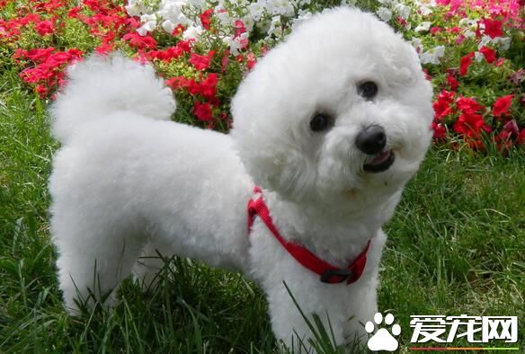 卷毛比熊犬顏色有幾種 最多的比熊犬都是白色