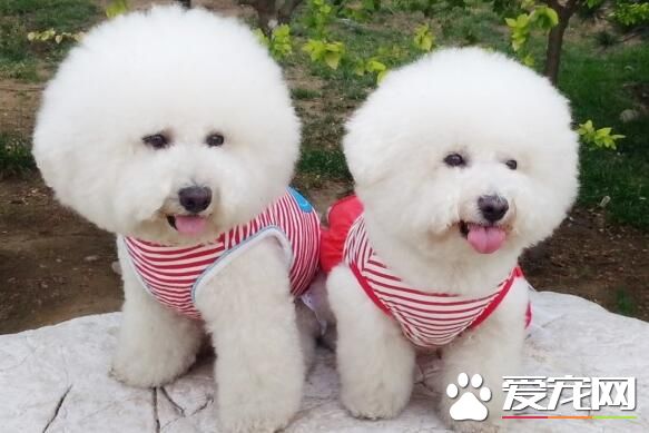 卷毛比熊犬性格 比熊犬性情開朗活潑聰明