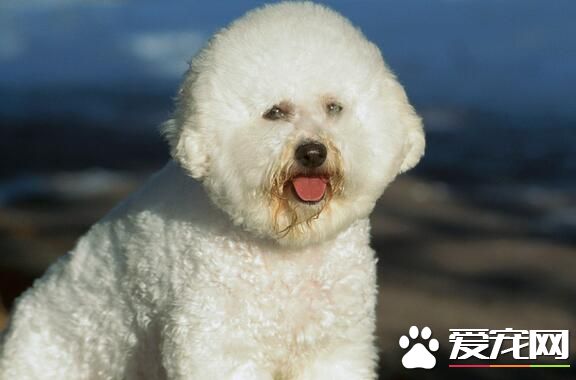 卷毛比熊犬習性 對居住環境的要求很高