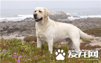 拉布拉多尋回犬和金毛哪個更聰明 兩種狗都很聰明