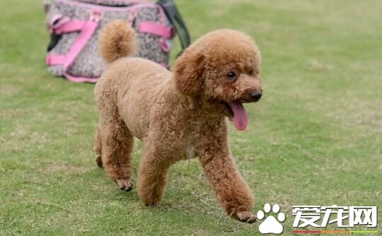 卷毛比熊犬習性 對居住環境的要求很高