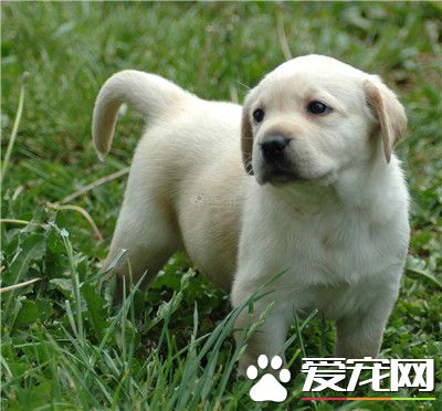 拉布拉多尋回犬好不好養 比較好養的寵物狗