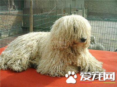 可蒙犬智商高嗎 可蒙犬的智商還是比較高的