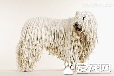 可蒙犬智商高嗎 可蒙犬的智商還是比較高的
