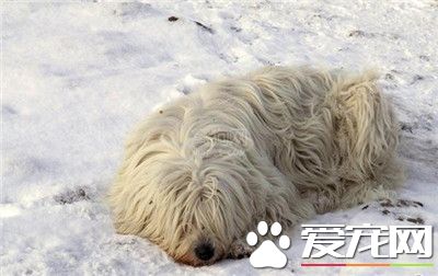 可蒙犬智商高嗎 可蒙犬的智商還是比較高的