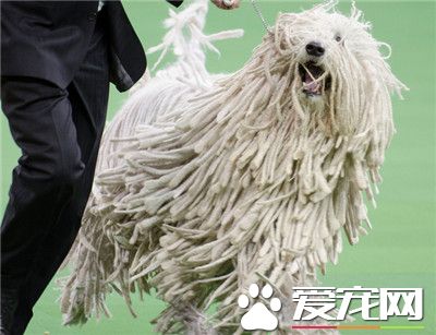 可蒙犬怎麼洗澡 冬季給可蒙犬洗澡注意什麼