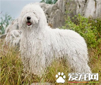 可蒙犬怎麼洗澡 冬季給可蒙犬洗澡注意什麼