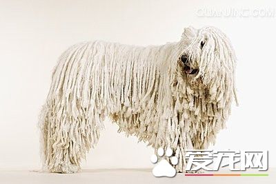 可蒙犬怎麼打理毛 找個比較寬的梳子順著梳