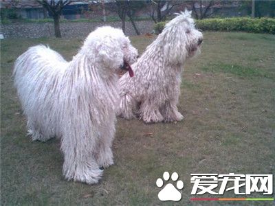 可蒙犬咬人嗎 陌生人出現攻擊性的時候會咬人