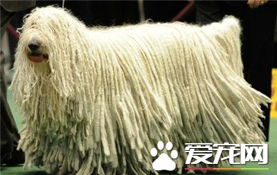 可蒙犬凶嗎 可蒙犬對主人一點也不凶