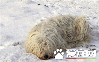 可蒙犬性格 可蒙犬對主人的要求非常敏感