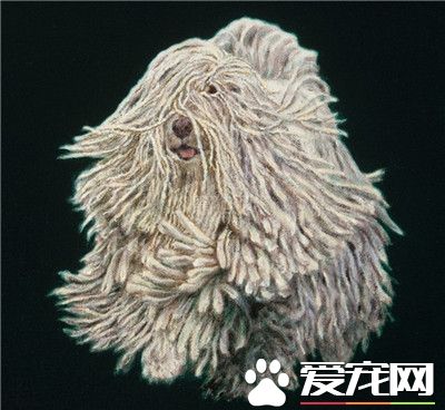 可蒙犬性格 可蒙犬對主人的要求非常敏感