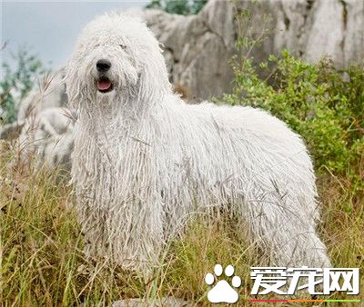 可蒙犬體味重嗎 一般可蒙犬的味道不是很重