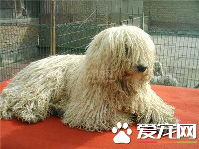 可蒙犬性格 可蒙犬對主人的要求非常敏感