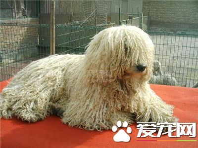 可蒙犬如何飼養 可蒙犬每天喝多少水