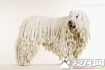 可蒙犬如何飼養 可蒙犬每天喝多少水