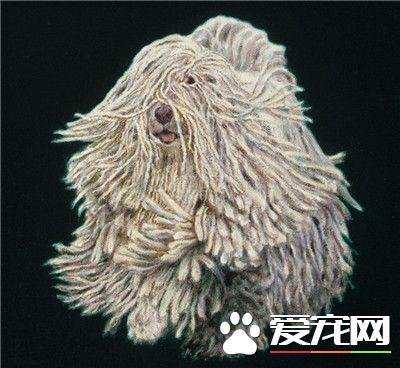 可蒙犬如何飼養 可蒙犬每天喝多少水