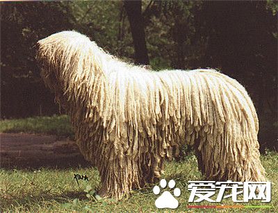 可蒙犬能長多大 雄性可蒙犬體重在100磅左右