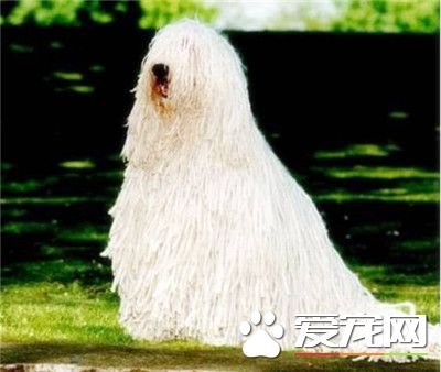 可蒙犬和波利犬的區別 可蒙犬顏色以白色為主
