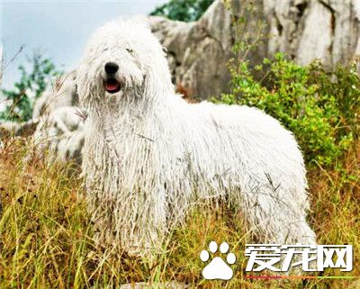 可蒙犬和波利犬的區別 可蒙犬顏色以白色為主