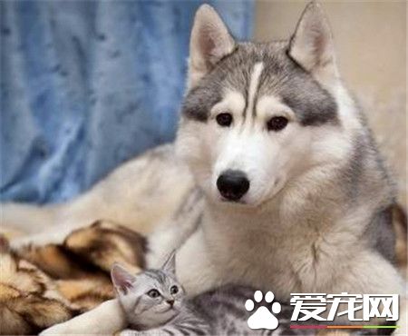 哈士奇狗狗特點 哈士奇的耐力和速度驚人
