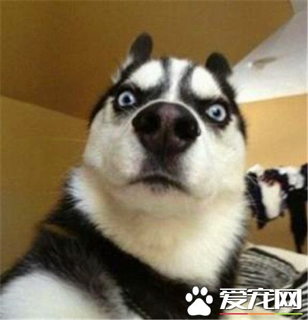 哈士奇狗狗特點 哈士奇的耐力和速度驚人