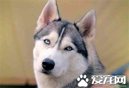 哈士奇的智商低嗎 哈士奇智商怎麼樣