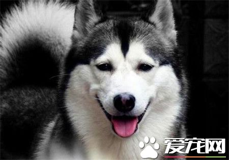 哈士奇的訓養 哈士奇訓養需要注意的事項