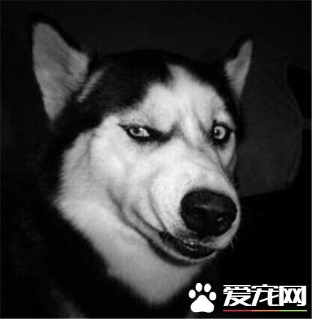 哈士奇吃多少狗糧 成犬哈士奇一天吃多少狗糧