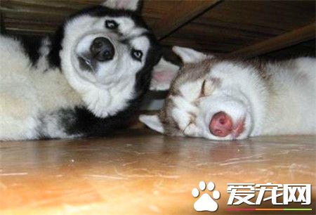 哈士奇吃多少狗糧 成犬哈士奇一天吃多少狗糧