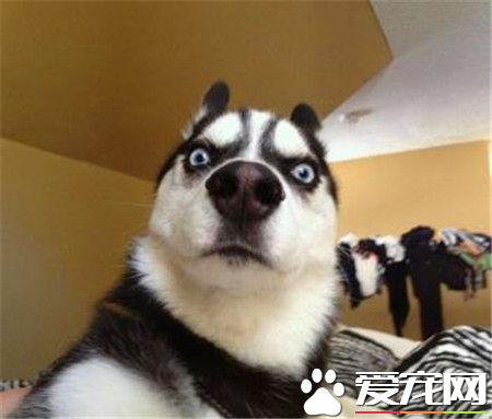 哈士奇吃多少狗糧 成犬哈士奇一天吃多少狗糧