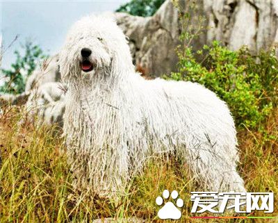 可蒙犬多久發情 可蒙犬配種適宜期為2到4天