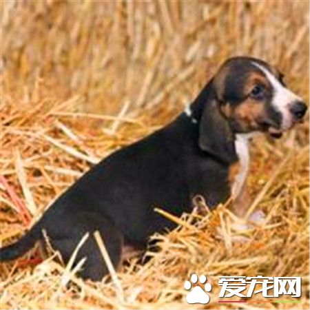 哈利犬怎麼喂養 哈利犬養之前要准備什麼