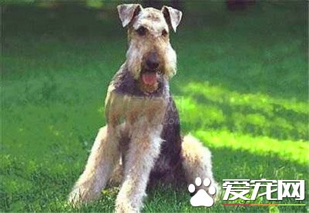 哈利犬怎麼喂養 哈利犬養之前要准備什麼