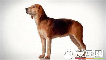 哈利犬怎麼喂養 哈利犬養之前要准備什麼