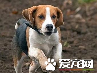 哈利犬壽命 哈利犬一般可以活到20年左右的