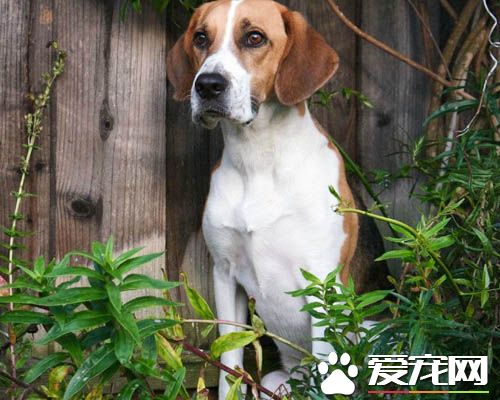 哈利犬壽命 哈利犬一般可以活到20年左右的